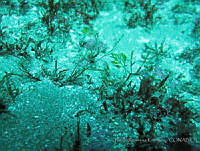 RRR0001 Cladophora aerophila.JPG