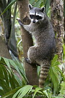 ARS00654 Procyon lotor.jpg