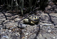 AB0241 Gopherus flavomarginatus.jpg