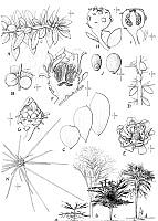 AD0007 Pereskiopsis lychnidiflora.jpg