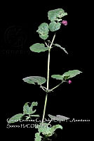 Atleq 0121 Boerhavia coccinea.jpg