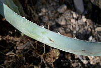 RG019 0175 Agave dissimulans.jpg