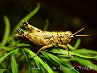 LBL0010 Agroecotettix modestus ssp. modestus.jpg