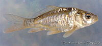 EMRDT002-2 Cyprinus carpio.jpg