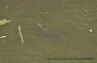 AAKVDH 0145 Oreochromis mossambicus.JPG