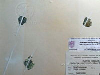 KT016 0083 Anabaina oscillarioides.jpg