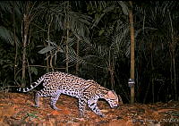 ILT0029 Leopardus pardalis.jpg