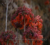 HGA002 Kalanchoe delagoensis.JPG
