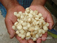 ZG014 0248 Zea mays.jpg