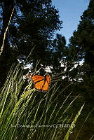 IDG1843 Danaus plexippus.jpg