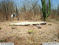 MAGB 0248 Buteo plagiatus.JPG