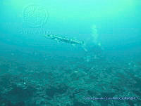 CGG1170 Sphyraena barracuda.JPG