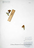 LAC1010 Cylindropuntia thurberi.JPG