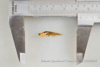 RQTG0957 Elacatinus puncticulatus.jpg