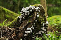 AA001 Coprinellus disseminatus.jpg