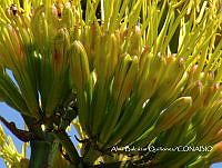 ZG007 0230 Agave americana.jpg