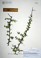 DZAJ001  Lycium exsertum.JPG