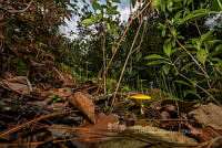 IDG1795 Boletus curtisii.jpg