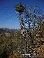 IRR 1312 Yucca periculosa.jpg