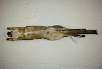 FXGC0269 Urocyon cinereoargenteus.jpg