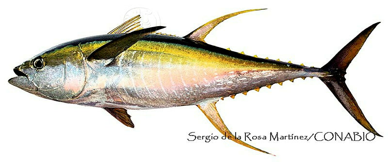 SRM0039%20Thunnus%20albacares.jpg.qyfozJr MVFH zdjQA3g0JtbmFja29CbnFuZ3NAbXJ6LGtwZwA.NXnDMQxKwS