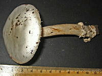 RGO0423 Amanita albocreata.JPG