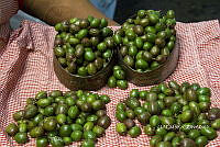 3R 00936 Ciruelita silvestre.jpg