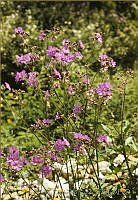 076 Mirabilis viscosa.jpg