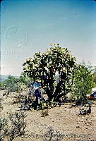 1234 Opuntia sp..jpg