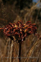 JG003 Kalanchoe delagoensis.JPG