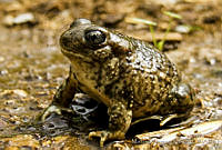 MDL0360 Spea hammondii.jpg