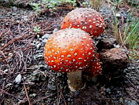 MCS004 Amanita muscaria.jpg