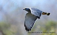 AAKVDH 0509 Buteo plagiatus.JPG