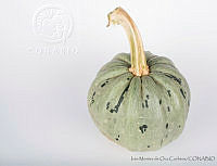 IMDOC2927 Cucurbita pepo.jpg
