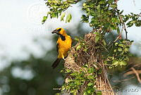 MGaves 1946 Icterus gularis.jpg