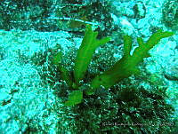 RRR0094 Dictyopteris undulata.JPG