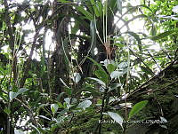 JF092 0320 Peperomia cobana.jpg