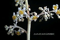 ME010 JA 00644 Saurauia.JPG