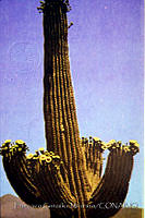 FGM2501 Carnegiea gigantea.JPG