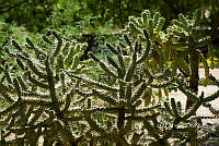 3R 00854 Cylindropuntia fulgida.tif