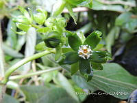 JF092 1356 Gonolobus sp..jpg
