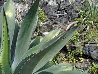 PNQ 0008 Agave inaequidens.jpg