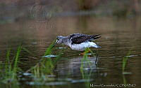 MGaves 2712 Tringa melanoleuca.jpg