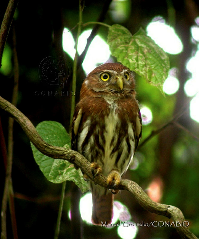 MGaves%203053%20Glaucidium%20brasilianum.jpg.oCjyiof0MR9vvzNjQA3g0JtbmFja29CbnFuZ3NAbXJ6LGtwZQA.TFGViZuNgT