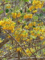 OTVHK040-886 Senna atomaria.TIF