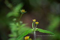 IDG1799 Melampodium strigosum.jpg