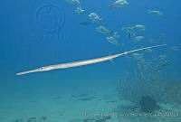 CNS1219 Fistularia commersonii.jpg