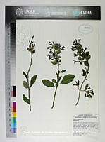 JAdNV0468 Cestrum roseum.JPG
