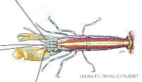 UNAM_FC-SISAL-0026 Alpheus paraformosus.jpg