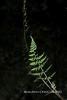 Zautla 0192 Cystopteris fragilis.jpg